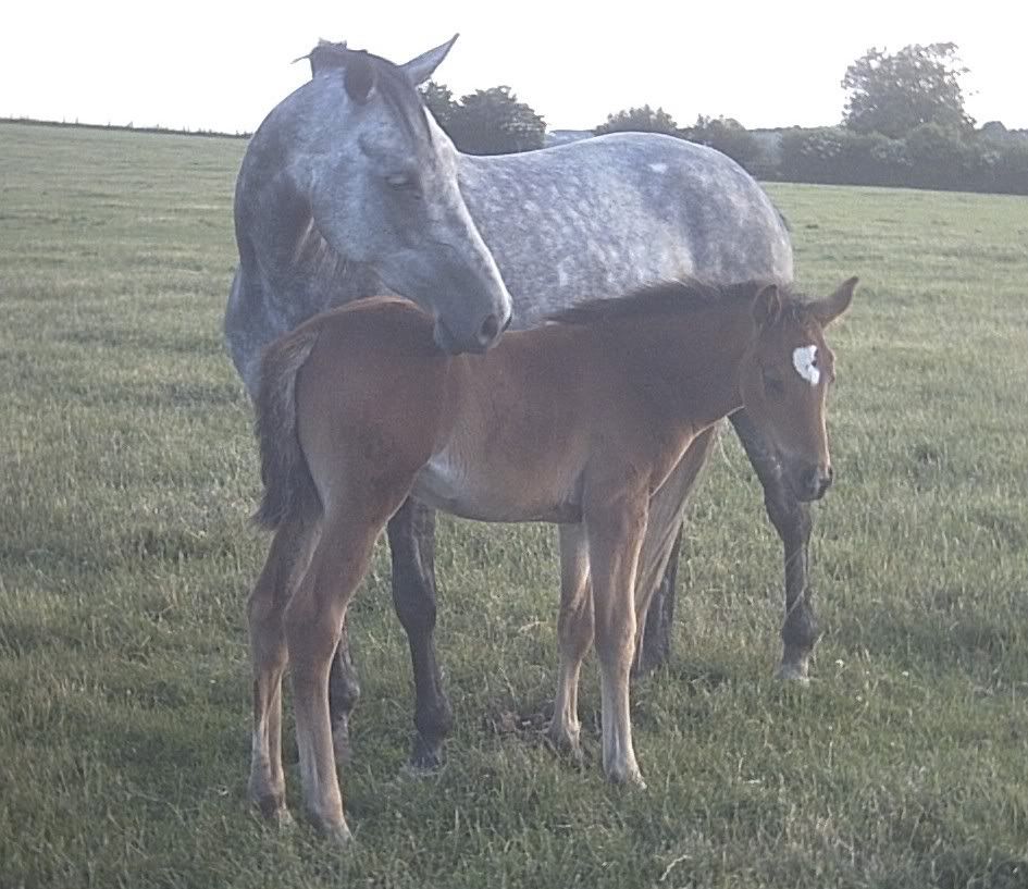 tamlamillie.jpg Mare and foal image by mistered1