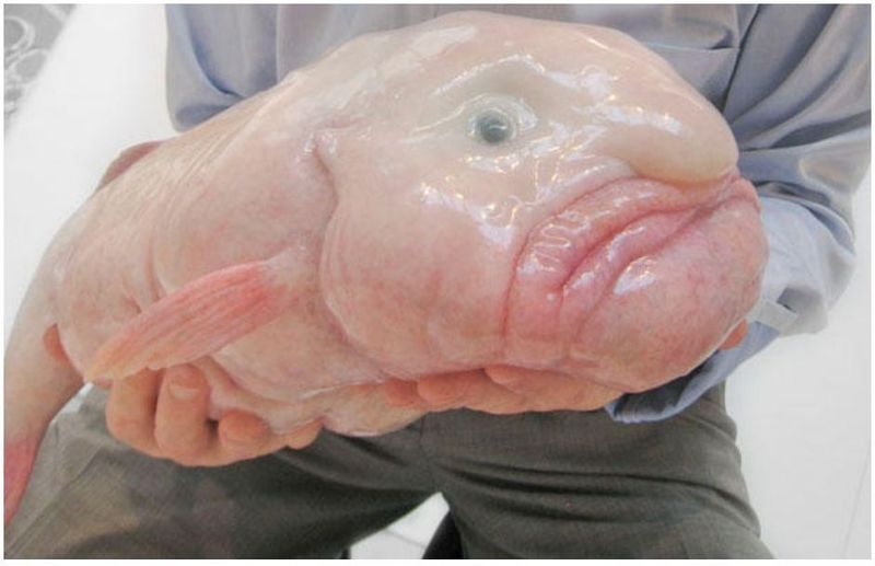  photo Blobfish 01_zpspojwwjis.jpg