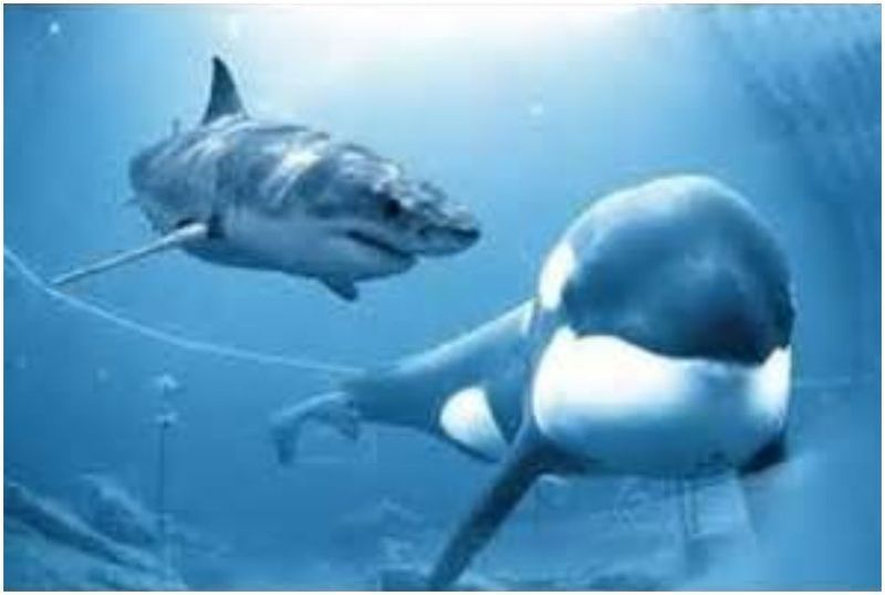  photo Great-White Shark vs Killer Whale 01_zps22mxrjeb.jpg