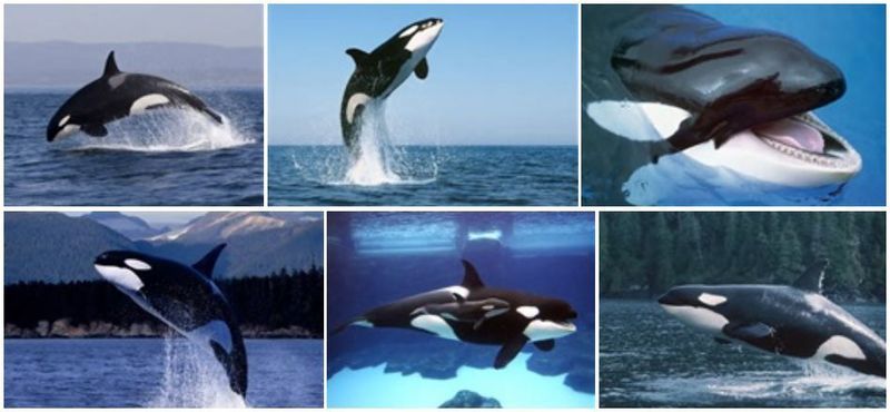  photo Killer Whales comp 01_zpsbckf07hw.jpg