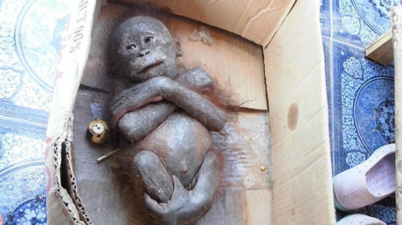  photo Orangutan baby 01_zpste2jd592.jpg