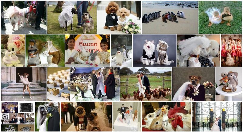  photo Animal Weddings 01_zpsylglbzjw.jpg