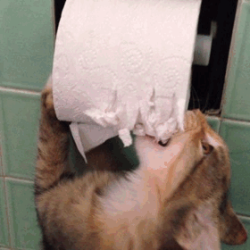  photo FR .GIF - cat-eating-toilet-paper_zpsbn3fqicr.gif