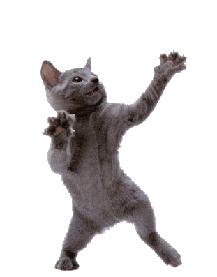  photo FR Dancing Cat .GIF 01_zpsmin5exnb.gif