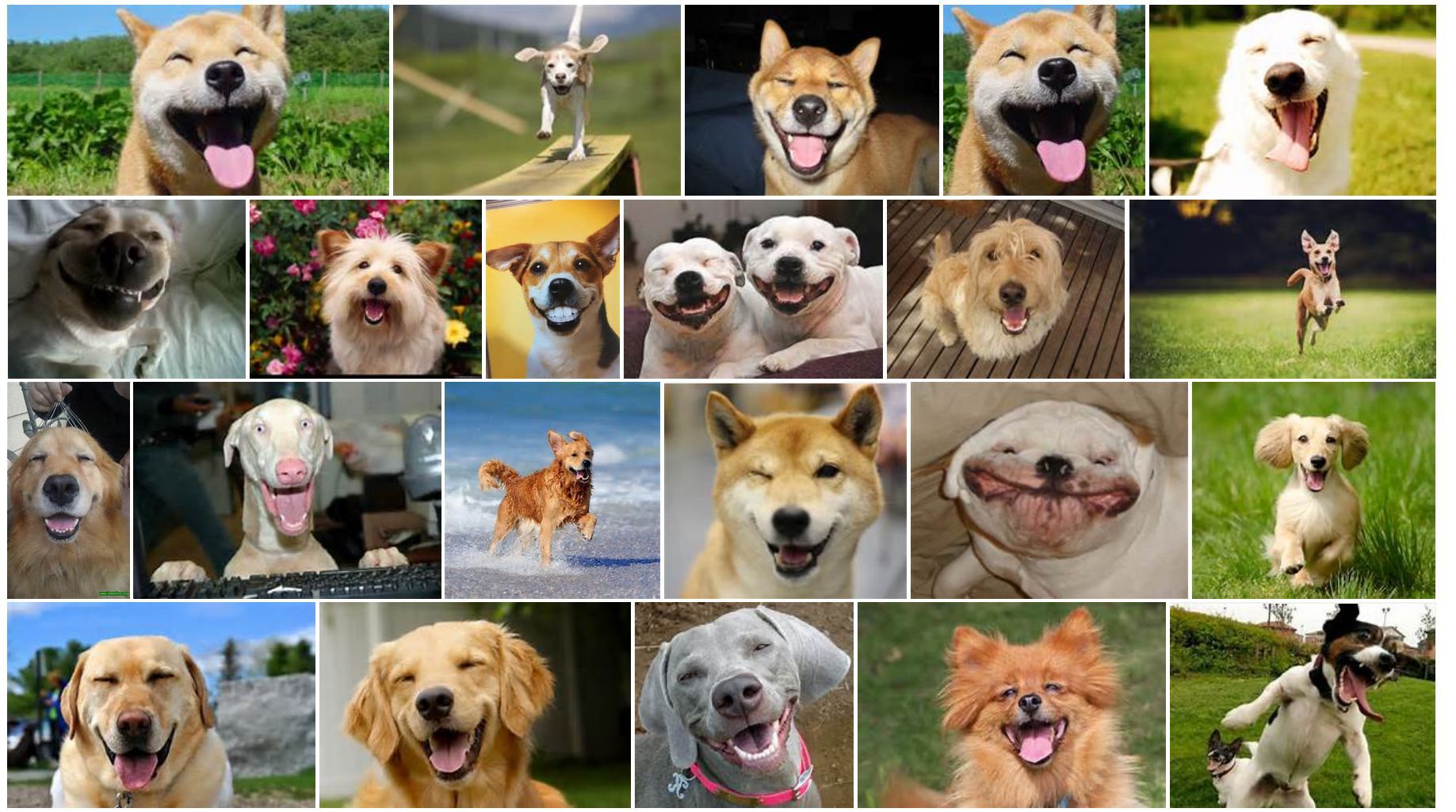  photo Happy Dogs COMP 01_zps2po73qqs.jpg