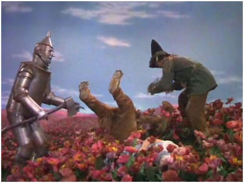  photo Wizard of Oz - Poppies 03_zpsozessfyy.jpg