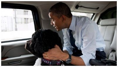  photo Obama dog meat 01_zpscavl29lu.jpg