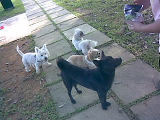 RICKY , JACKO , & THE BLACK AND WHITE DOGS of which the black one is a stray