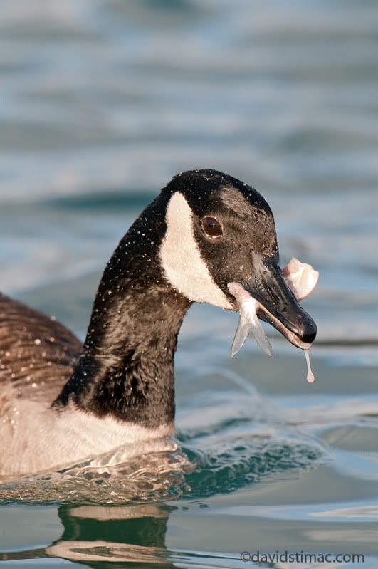 what do wild ducks eat in the winter? Michigan Sportsman Forum