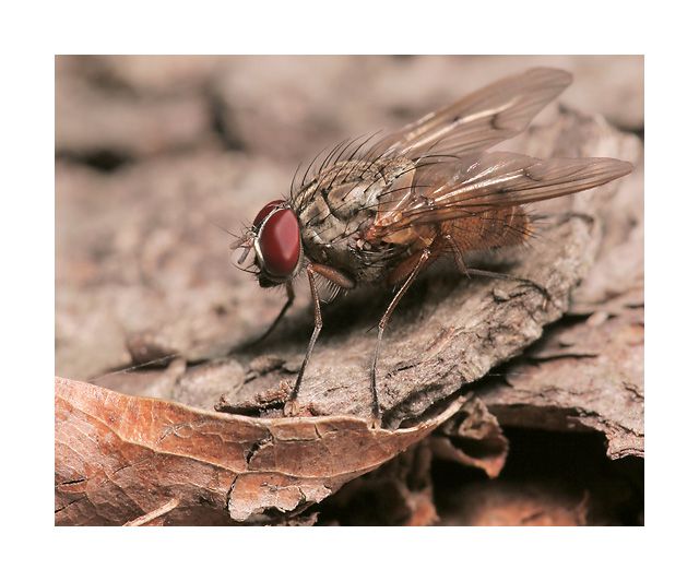 IMAGE: http://i12.photobucket.com/albums/a214/Mrvile/DSLR%20Photos/bugs/brown.jpg