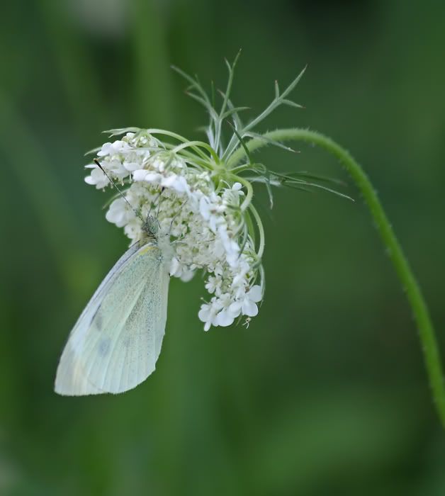 IMAGE: http://i12.photobucket.com/albums/a214/Mrvile/DSLR%20Photos/bugs/butterfly4.jpg