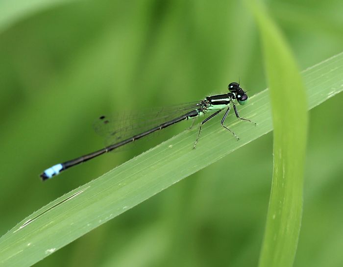 IMAGE: http://i12.photobucket.com/albums/a214/Mrvile/DSLR%20Photos/bugs/damselfly3.jpg