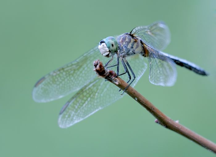 IMAGE: http://i12.photobucket.com/albums/a214/Mrvile/DSLR%20Photos/bugs/dragonfly11.jpg