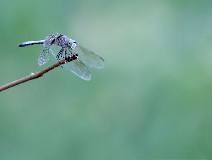 IMAGE: http://i12.photobucket.com/albums/a214/Mrvile/DSLR%20Photos/bugs/dragonfly12.jpg