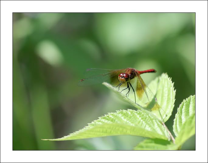 dragonfly7.jpg