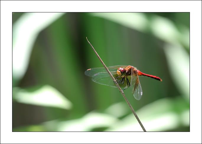 IMAGE: http://i12.photobucket.com/albums/a214/Mrvile/DSLR%20Photos/bugs/dragonfly8.jpg