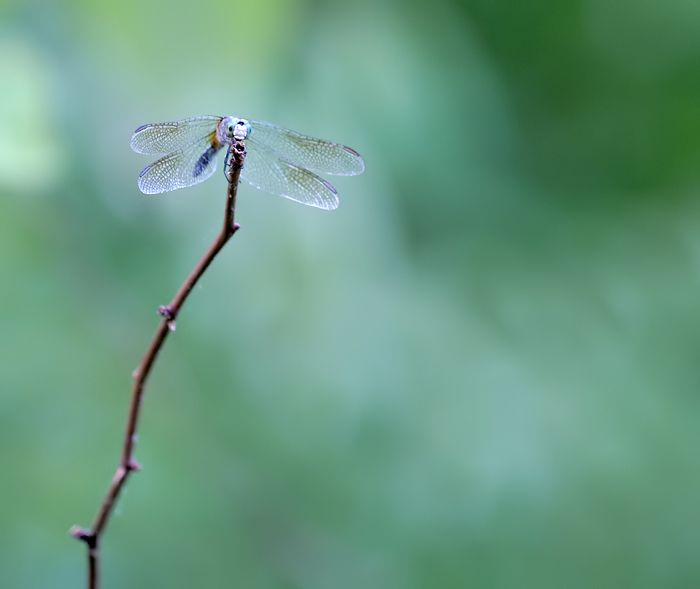 IMAGE: http://i12.photobucket.com/albums/a214/Mrvile/DSLR%20Photos/bugs/dragonfly9.jpg