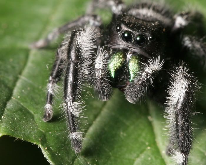 IMAGE: http://i12.photobucket.com/albums/a214/Mrvile/jumper3crop.jpg