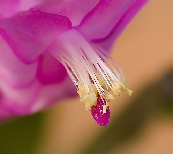 IMAGE: http://i12.photobucket.com/albums/a214/Mrvile/noisyflower.jpg