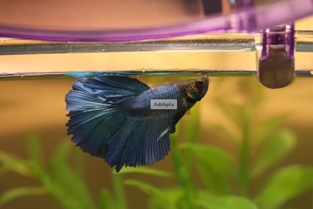 betta fin rot. AFTER (now has Fin Rot):