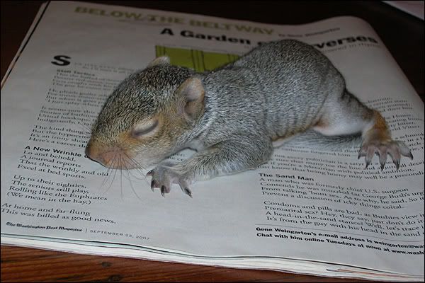 lil_squirrel.jpg