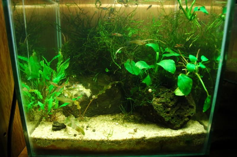 Mini acuario plantado