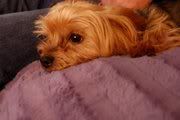 fav. dog&amp;what kind you have