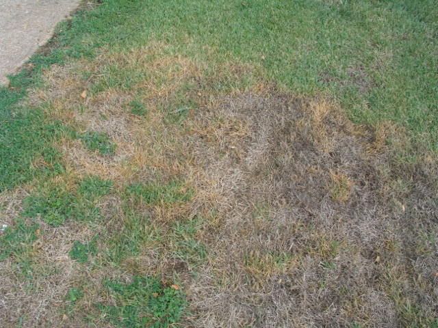 What are some reported problems with Zoysia grass?