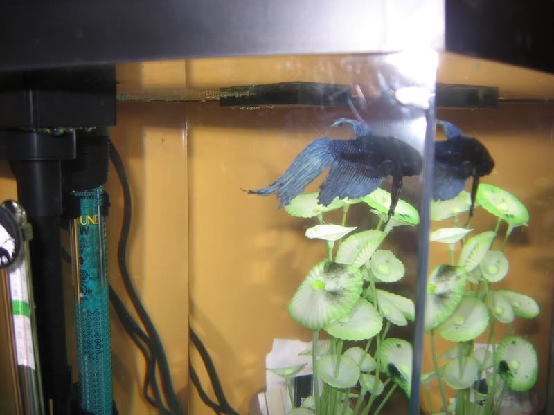 suggestions..etta fin rot betta fin rot. suggestions..etta fin rot