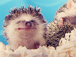 Forum Image: http://i12.photobucket.com/albums/a217/GISM88/tumblr_ma0c68IATg1qjwnf2_zps4200e582.png