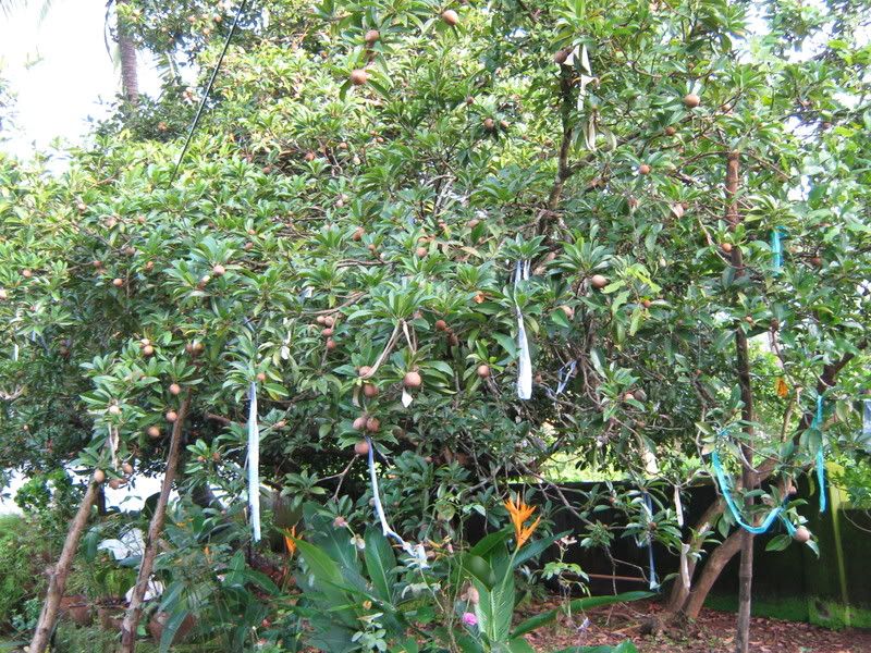 chiku tree