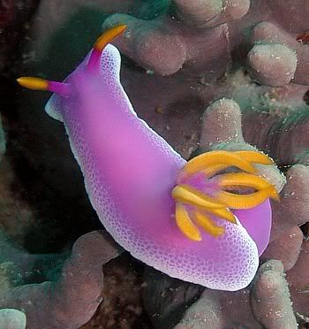 Hypselodoris_apolegma.jpg