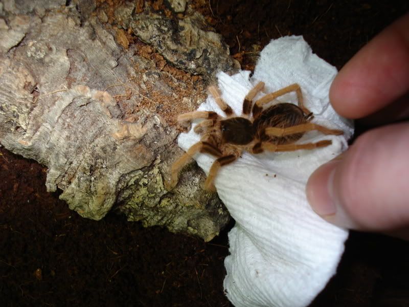 arachnids001.jpg