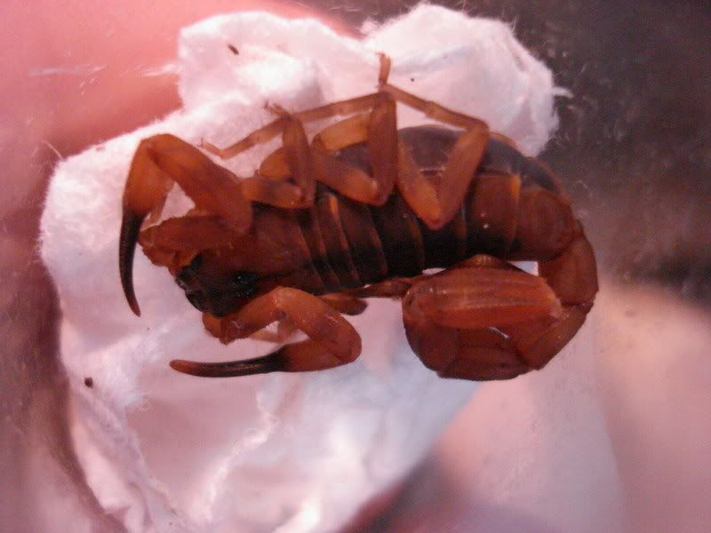arachnids006.jpg