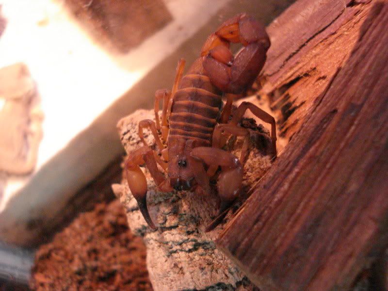 arachnids011.jpg
