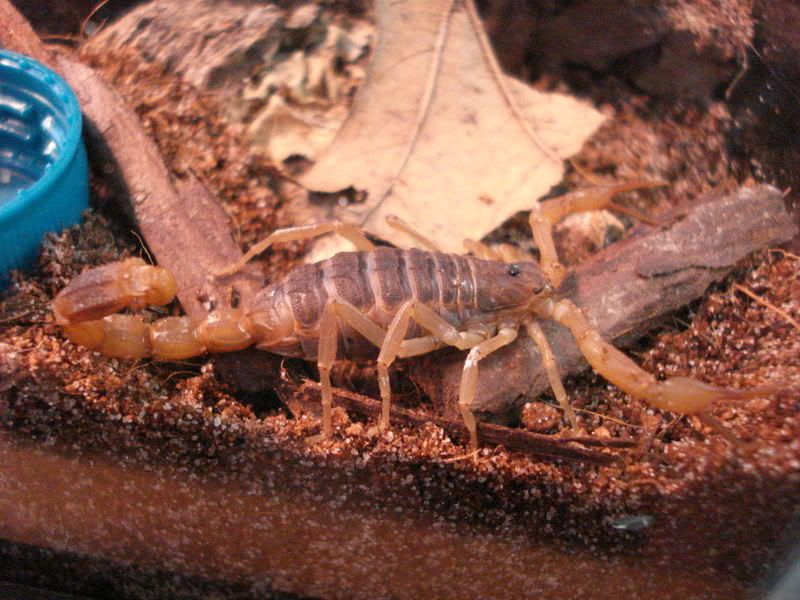 arachnids016.jpg