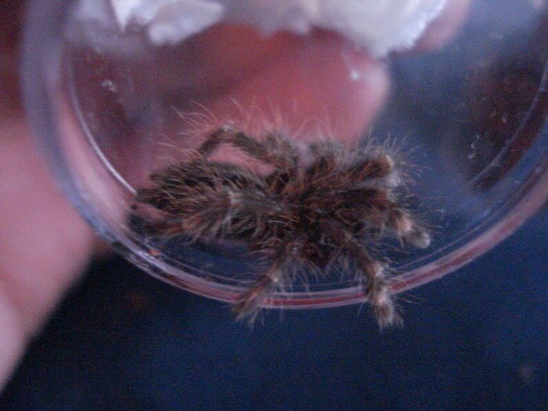 arachnids021.jpg