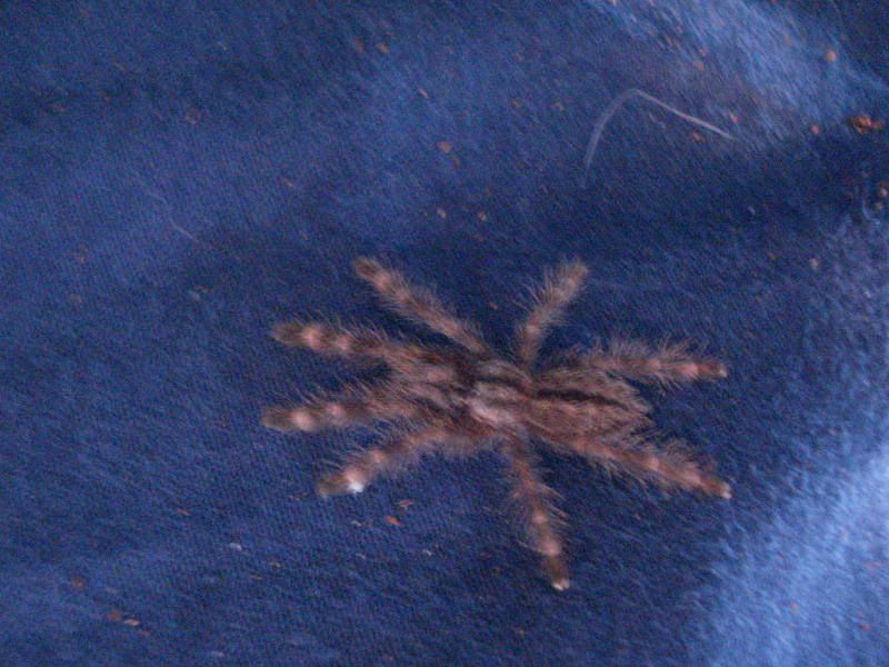 arachnids023.jpg