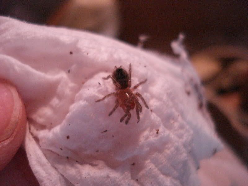 arachnids025.jpg