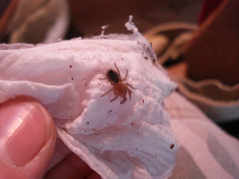 arachnids026.jpg