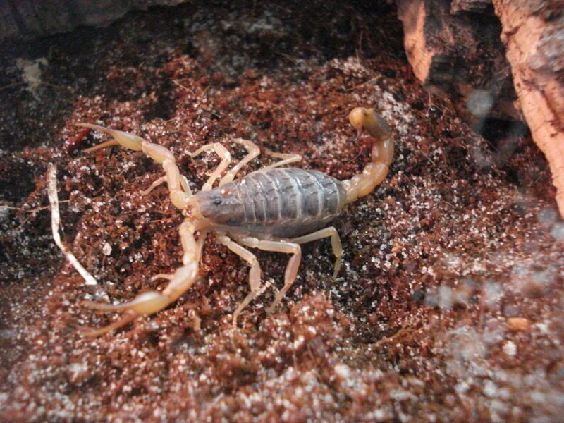 arachnids028.jpg