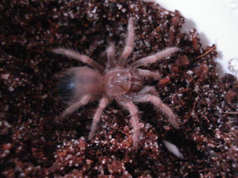 arachnids032.jpg