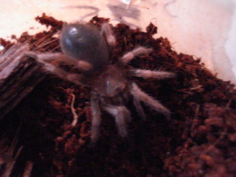 arachnids035.jpg
