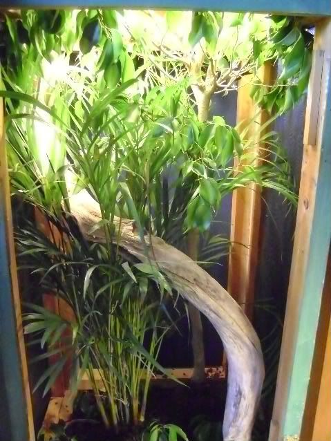 geckos030-1.jpg