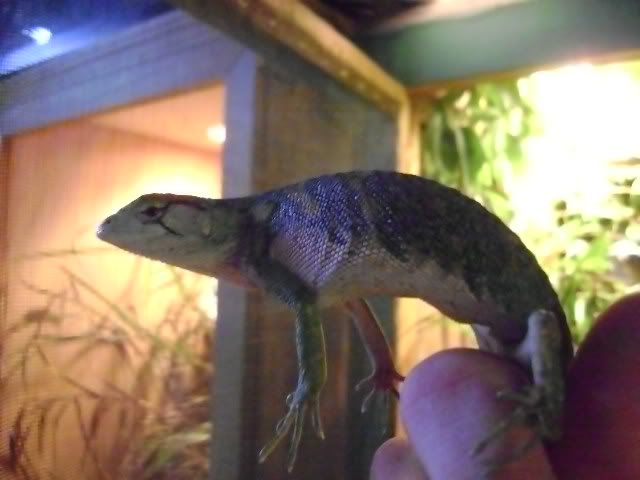 geckos055.jpg