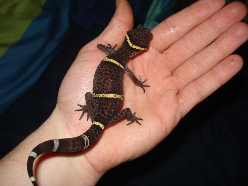 geckos11001.jpg