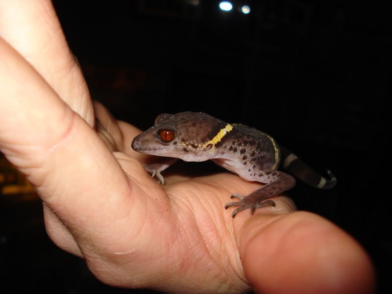 geckos11002.jpg