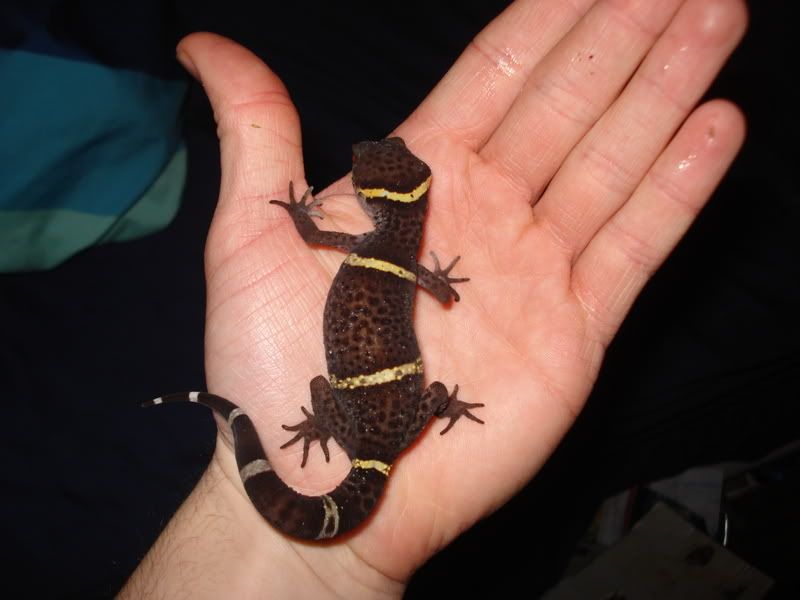 geckos11003.jpg