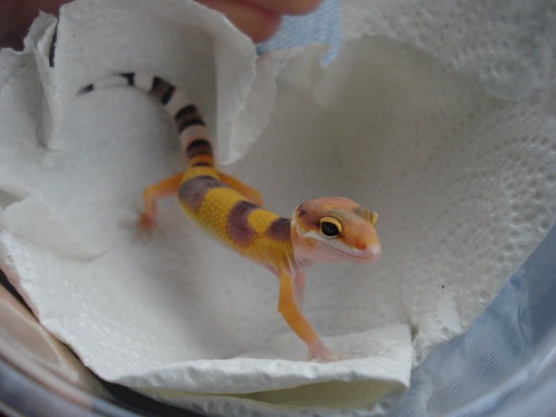 geckos12001.jpg