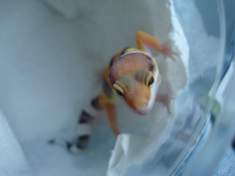 geckos12002.jpg
